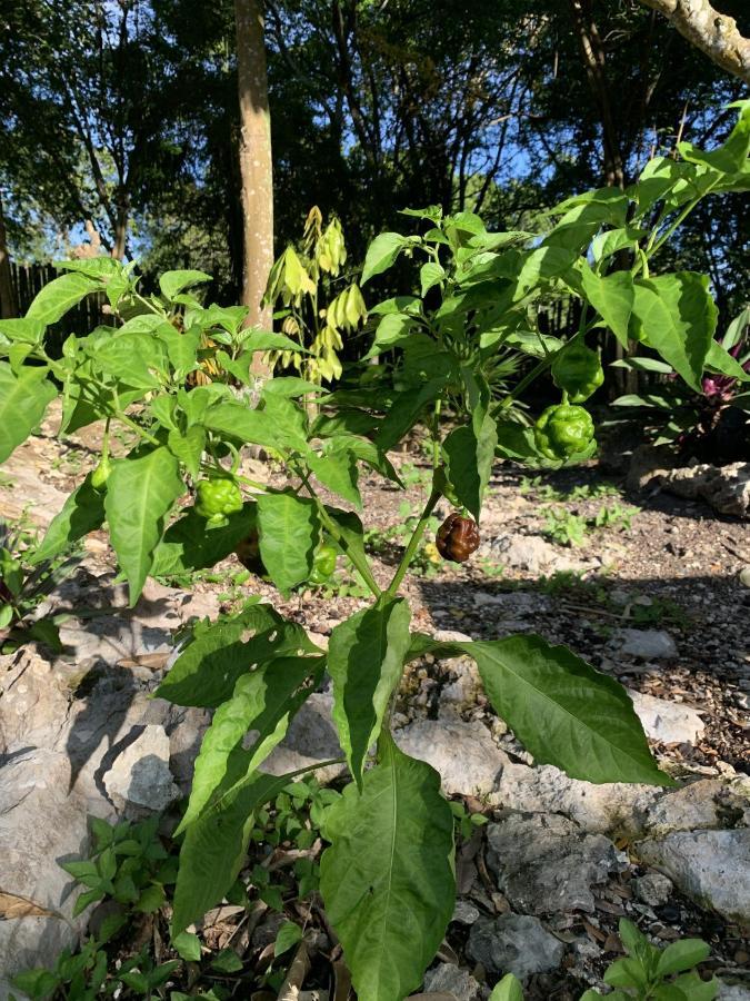 Can Jam Retreat Negril Eksteriør bilde